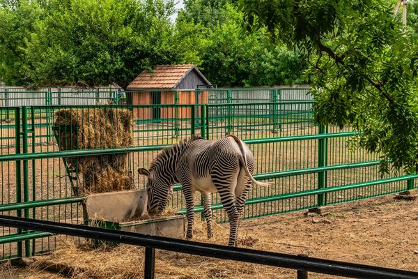 Quelles méthodes les parcs zoologiques peuvent-ils adopter pour éduquer le public sur la conservation des espèces menacées ?